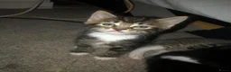 Mixed Breed cats for sale: Beautiful kitten  - Advert 1