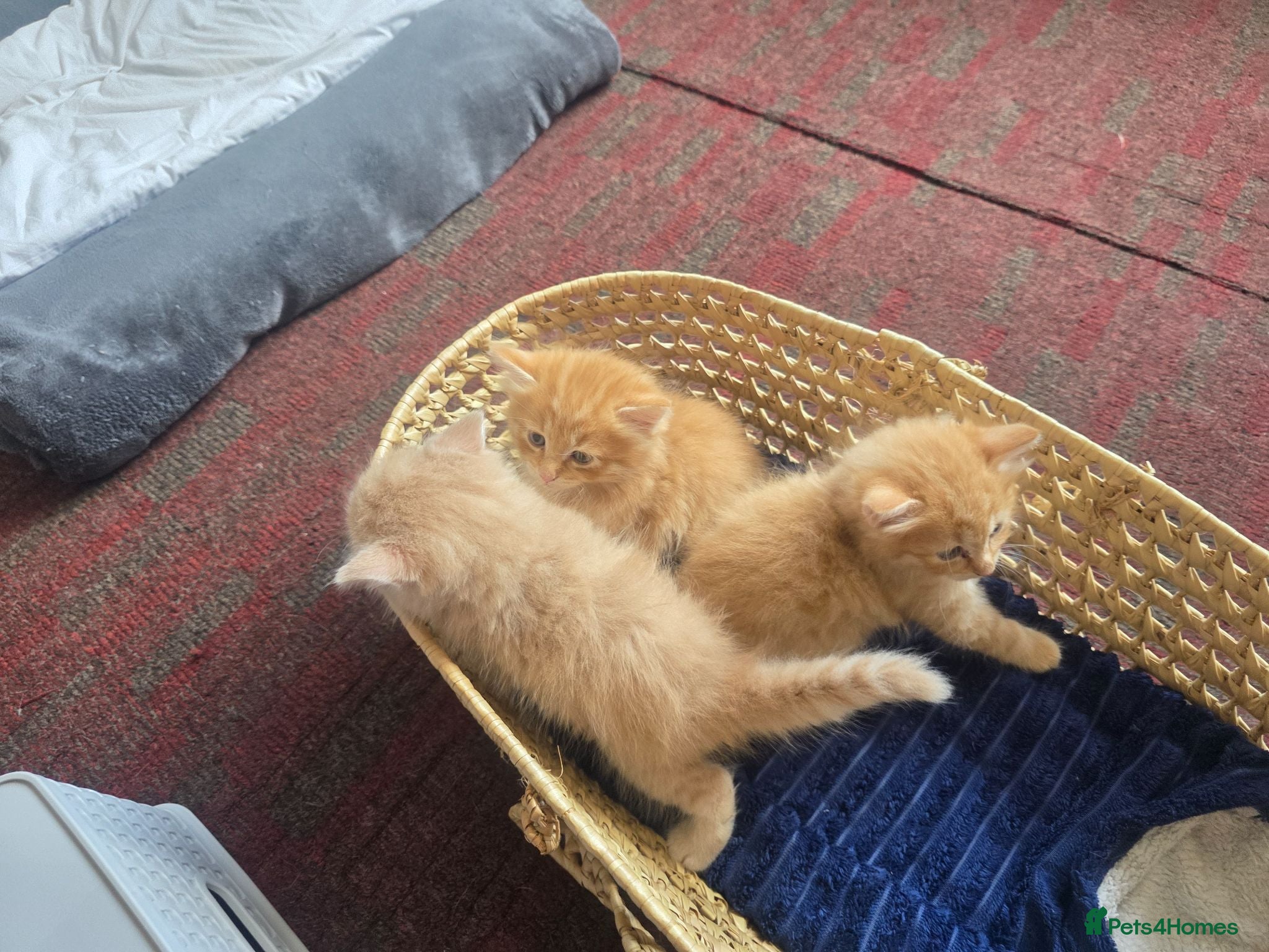Mixed Breed cats 3 beautiful ginger boys  - Advert 6