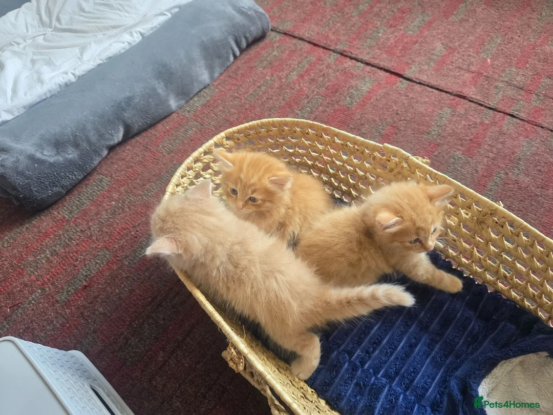 Mixed Breed cats for sale: 3 beautiful ginger boys  - Advert 1