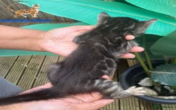 Bengal cats for sale: RARE PEDIGREE BENGAL KITTEN 07542924995  - Image 5