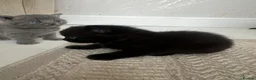 British Shorthair cats for sale: Half British short hair kittens - Advert 4