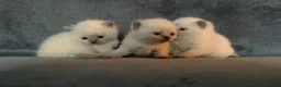 British Shorthair cats for sale: British shorthair kittens - Advert 4