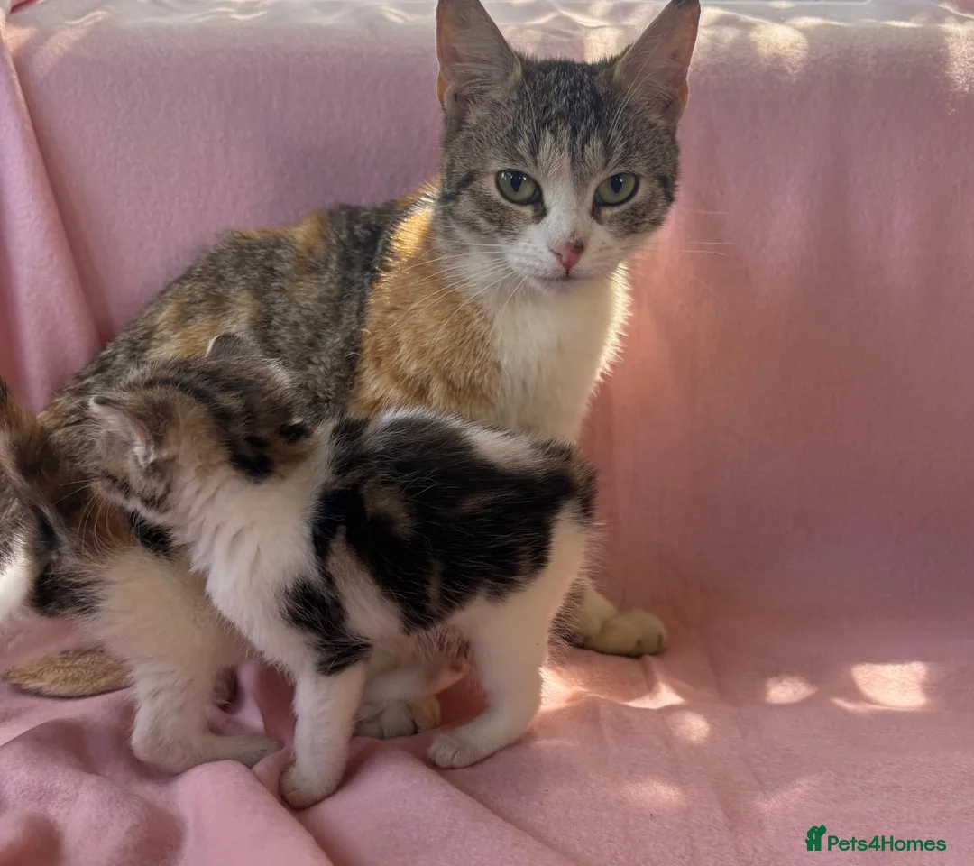 Mixed Breed cats for sale: Kittens in Carnforth - Advert 2