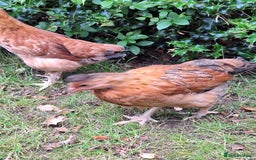 Chickens poultry for sale: Hybrid pullets - Image 4
