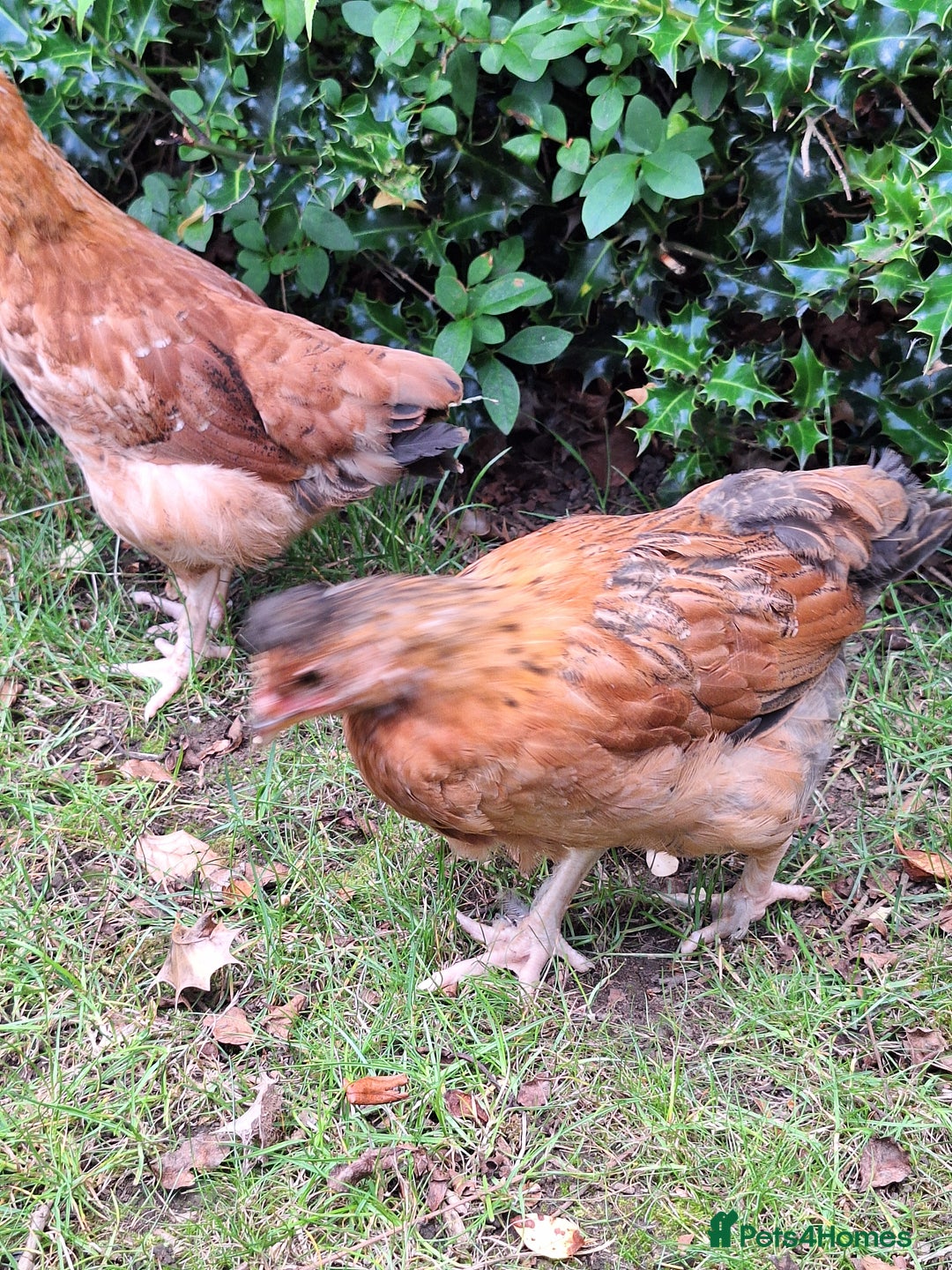 Chickens poultry for sale: Hybrid pullets - Image 4