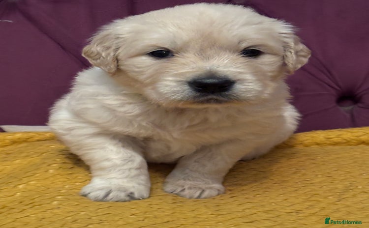 Golden Retriever dogs - Advert 14