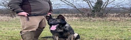 German Shepherd dogs for stud: Fully health tested German shepherd stud - Advert 6
