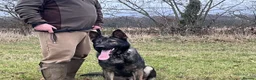 German Shepherd dogs for stud: Beautiful Fully health tested German shepherd stud - Advert 6