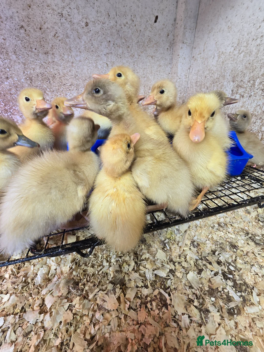 Ducks poultry for sale: White Indian Runner ducklings  - Advert 4