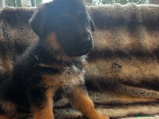 German Shepherd dogs 5 beautiful German Shepard puppies for sale - Advert 3