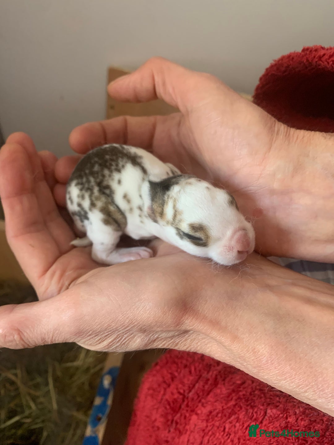 Rex rabbits for sale: Friendly velvety rex rabbits for sale - Image 9