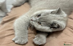 British Shorthair cats for sale: Lilac male ready this week  - Image 1