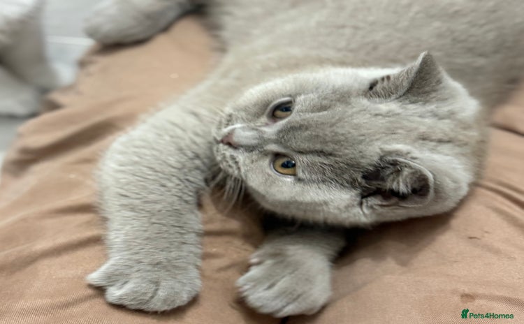 British Shorthair cats - Advert 8