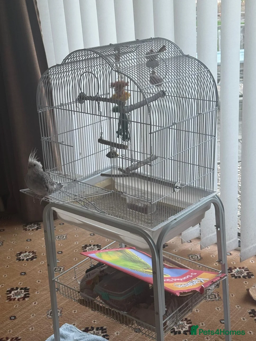 Cockatiels birds for sale: Cockatiel  - Advert 2