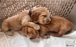 Cocker Spaniel dogs for sale: 🐶 Beautiful Show Cocker Spaniel Puppies 🐾 - Image 9