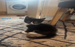 Mixed Breed cats for sale: 5 kittens - Image 4