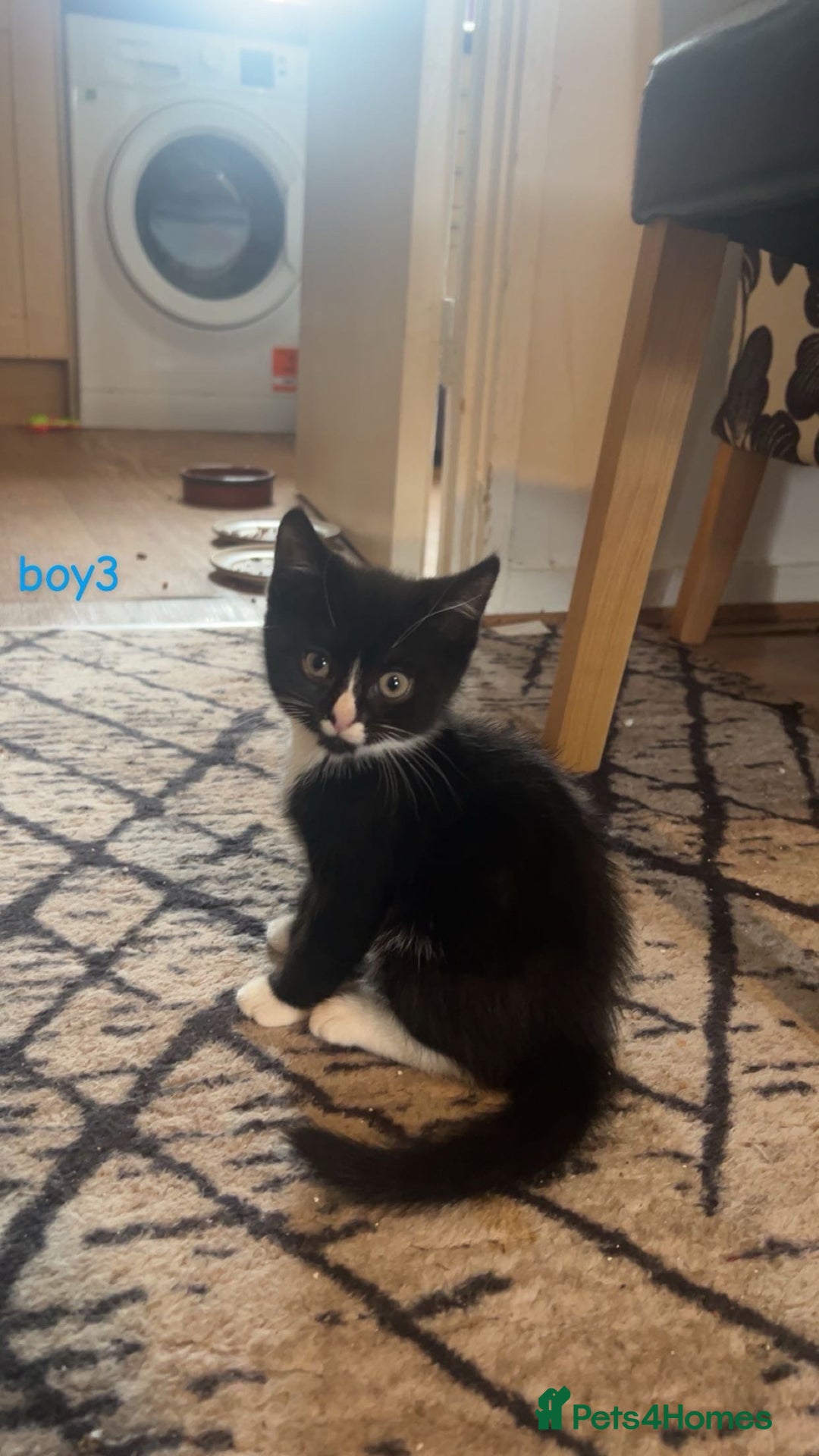 Mixed Breed cats for sale: 5 kittens - Image 4