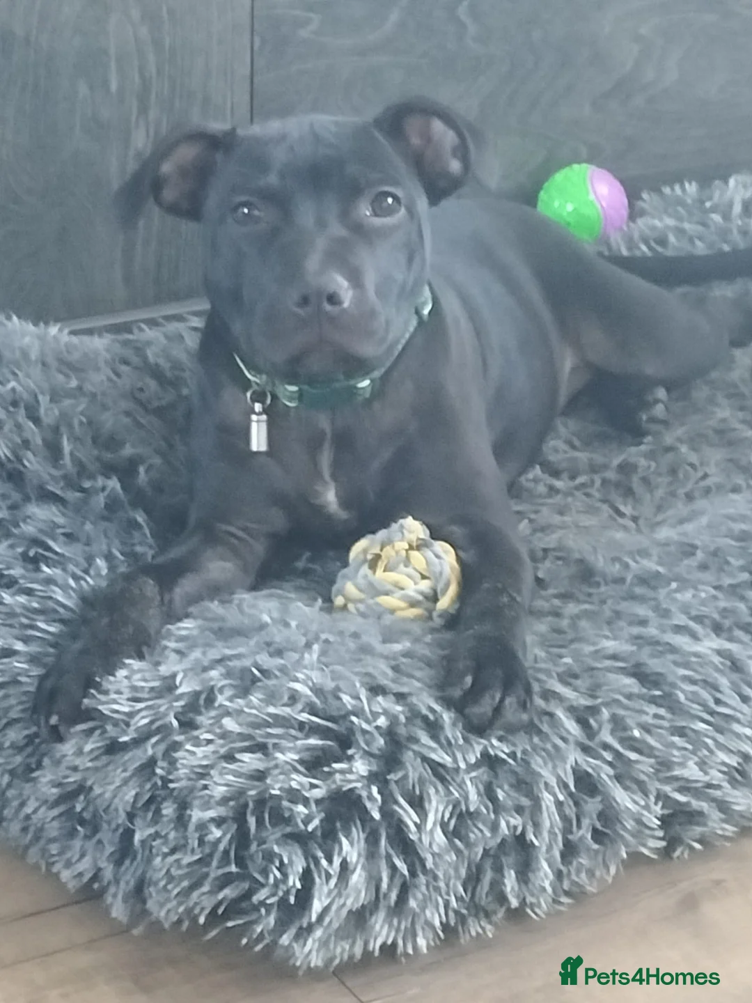 Staffordshire Bull Terrier dogs for sale: Black Staffordshire Bitch - Advert 2