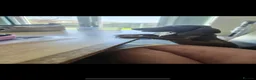 Miniature Dachshund dogs for sale: Miniature dachshund  - Advert 3