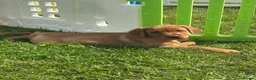 Labrador Retriever dogs for sale: Stunning litter of Fox red puppies  - Advert 3