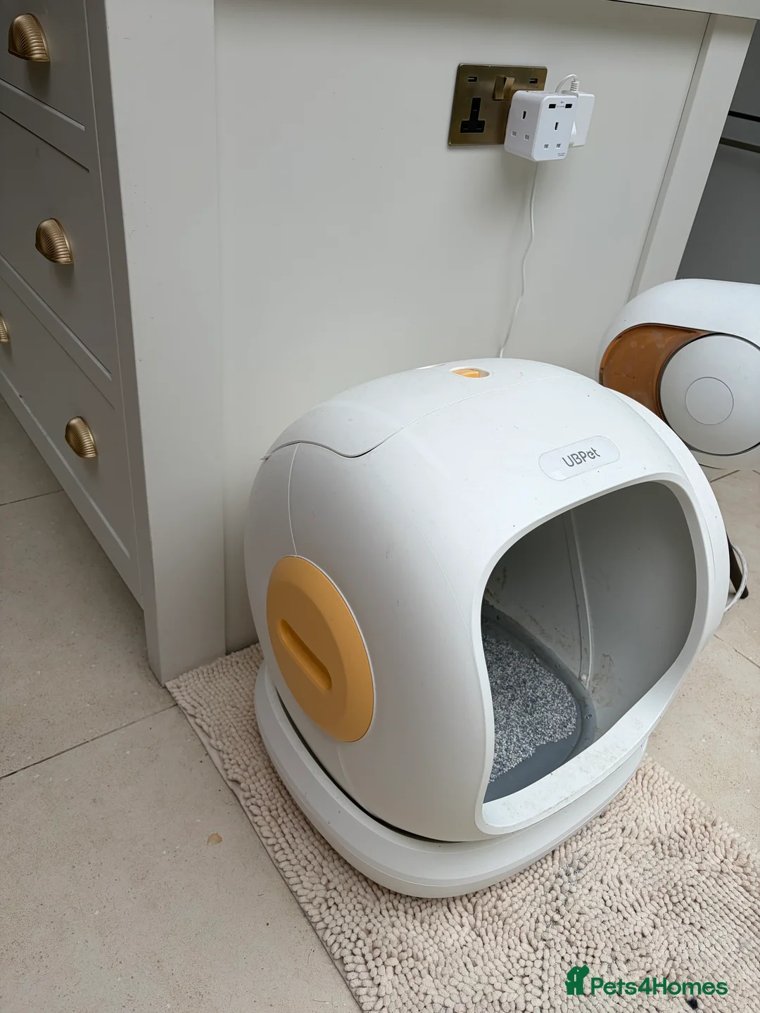 Bengal cats for sale: 1.5 yr old black female Bengal - Advert 7