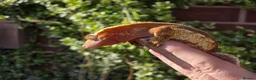 Gecko reptiles for sale: Various crested geckos - Advert 17