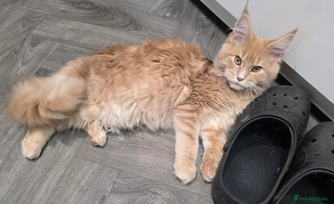 Maine Coon cats for sale: Main Coon in Sheffield - Advert 2