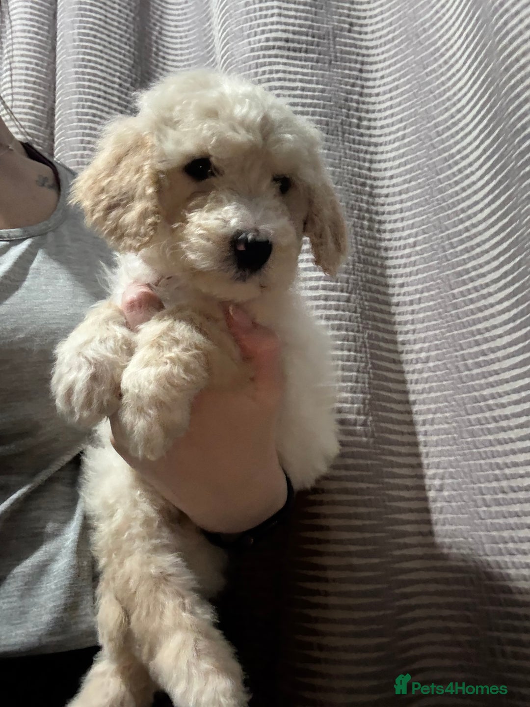 Mixed Breed dogs for sale: Bernedoodle - Advert 15