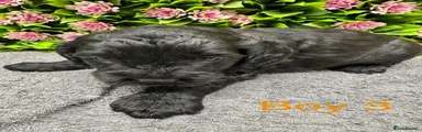 Cockapoo 3