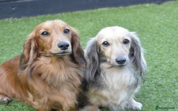 Miniature Dachshund dogs for sale: Reduced, mini L/H £1300 - Image 6