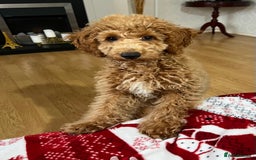 Toy Poodle dogs for sale: Toy poodle  - Image 5