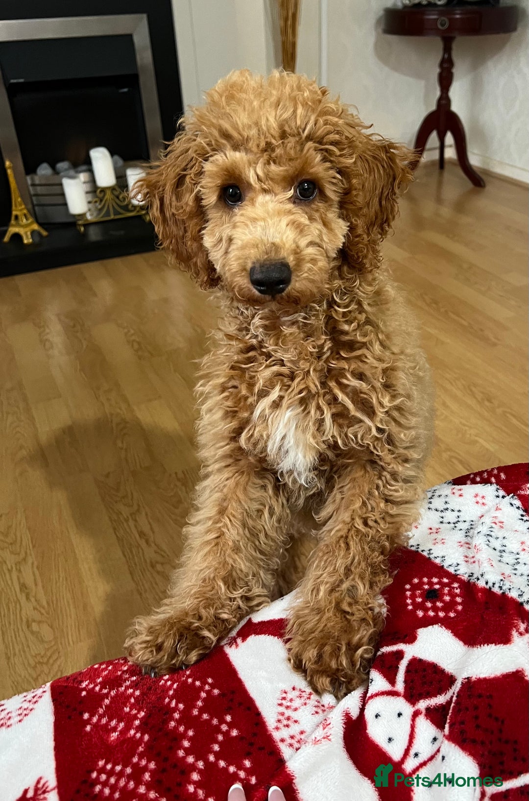 Toy Poodle dogs for sale: Toy poodle  - Image 5