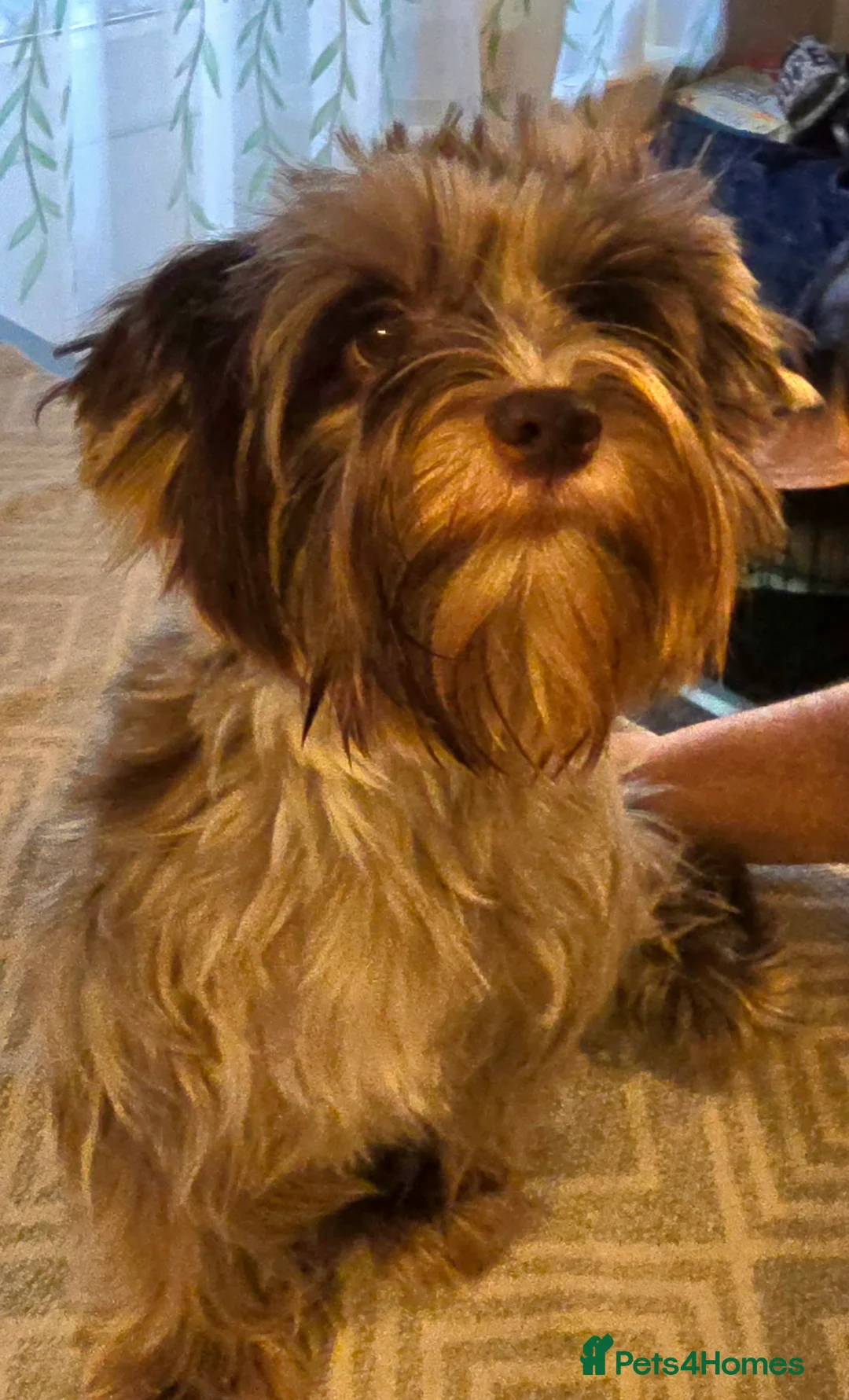 Biewer Terrier dogs for sale: Chocomerle girl with pedigree - Advert 1