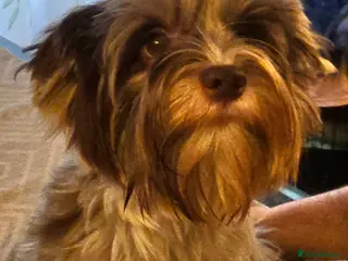 Biewer Terrier dogs Chocomerle girl with pedigree - Advert 10