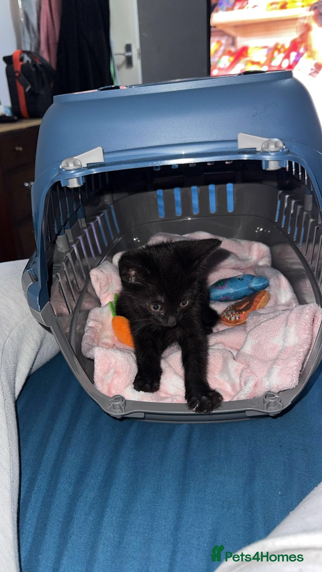 Domestic Shorthair cats for sale: Ready for her forever home  - Image 4