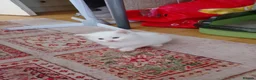 Mixed Breed cats for sale: Kittens - Advert 16