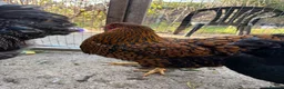 Chickens poultry for sale: I have few cockerels to sell pure breeds  - Advert 6