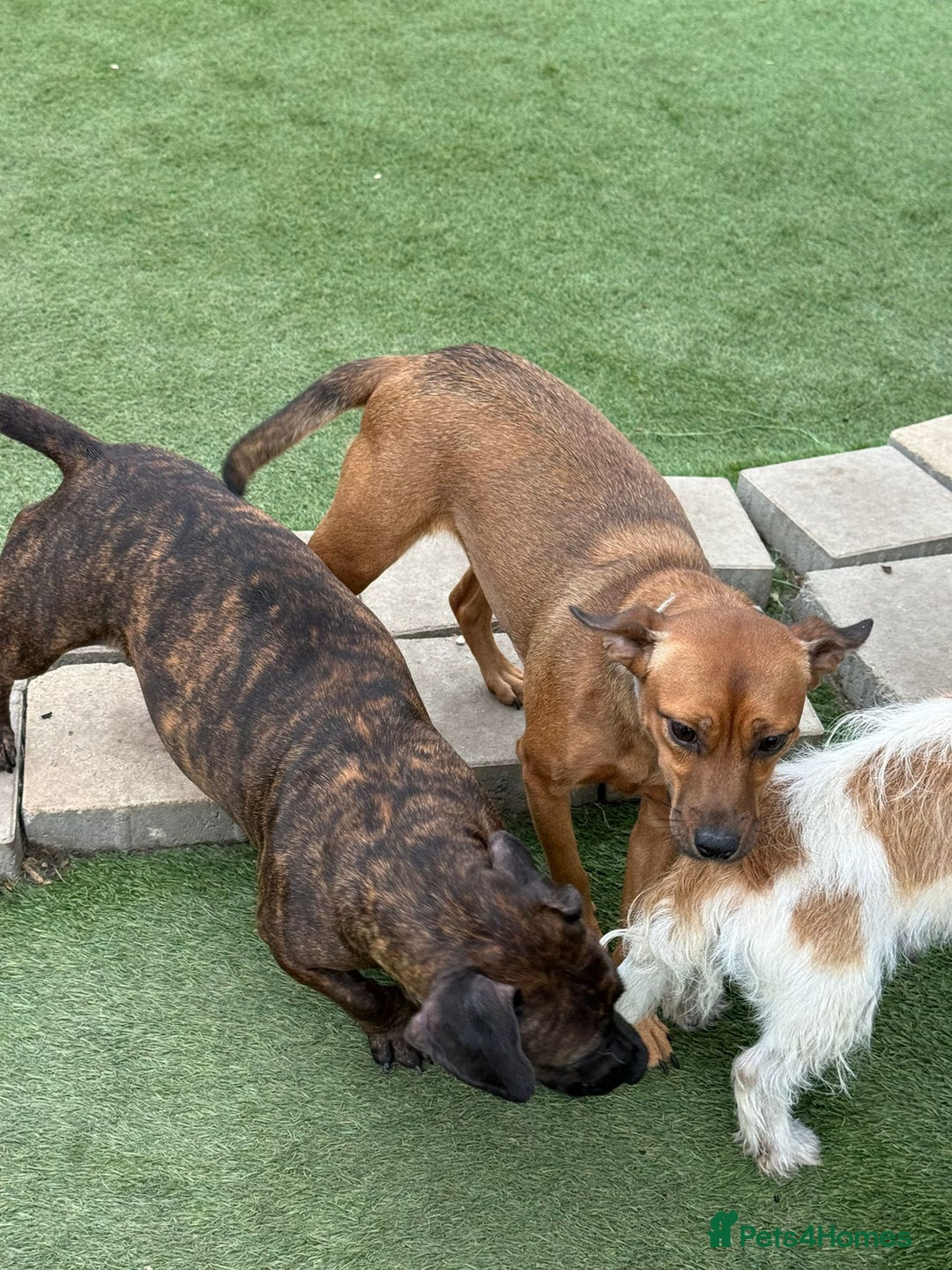 Mixed Breed dogs for adoption: Lovely little Masni wants her home - Advert 7