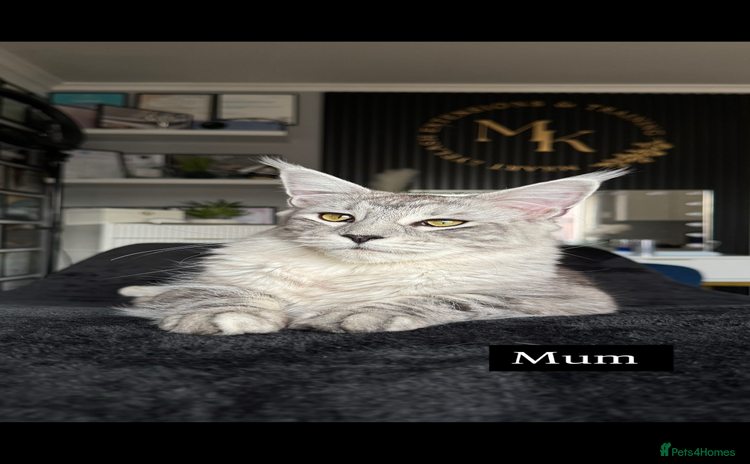Maine Coon cats - Advert 2