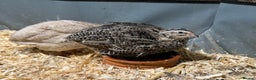 Quail poultry for sale: Young Male and Female Coturnix Quail  - Advert 5