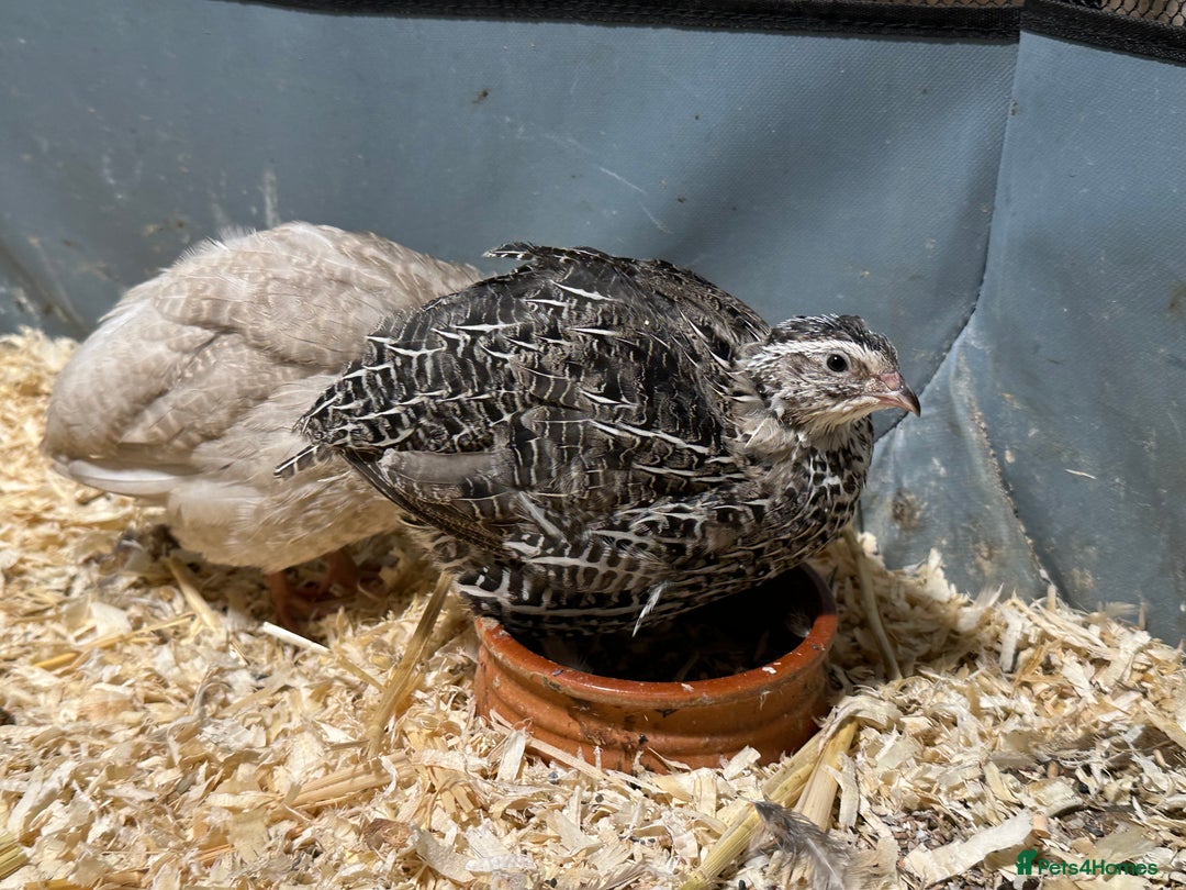 Quail poultry for sale: Young Male and Female Coturnix Quail  - Advert 5