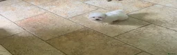 Maltese dogs for sale: Beautiful 7/8 Maltese Girl  - Advert 9