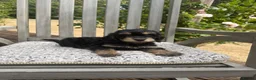 Cockapoo dogs for sale: Beautiful Litter of F1 Cockapoo Puppies - Advert 15