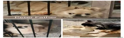 Chihuahua dogs for sale: Stunning long coat chihuahua puppies  - Advert 12