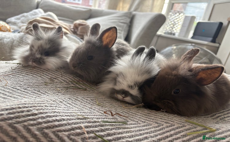 Mini Lion Lop rabbits - Advert 1