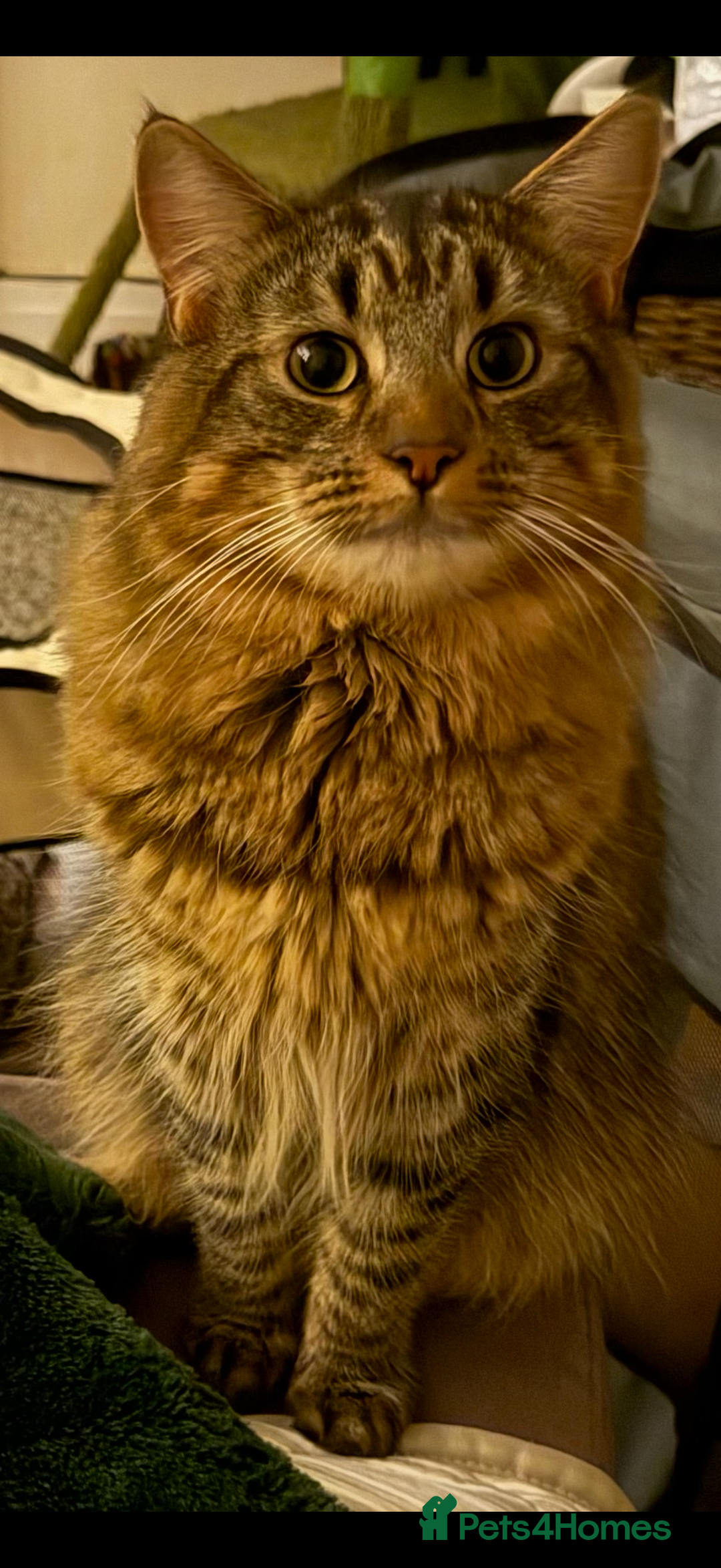 Mixed Breed cats for sale: 4 Healthy Adorable Fluffy Tabby Kittens 🐱💕💘 - Advert 7