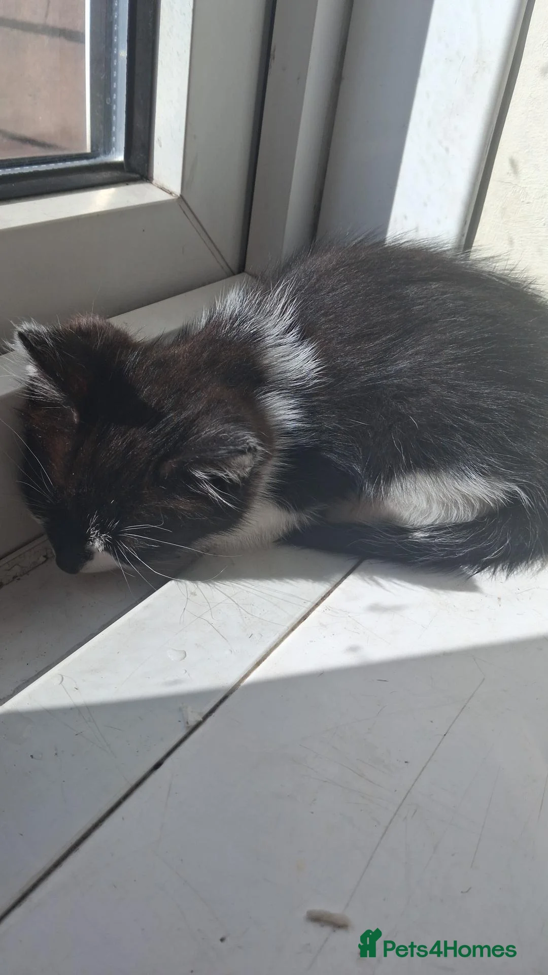 Mixed Breed cats for sale: 2 month old kitten in Dagenham - Advert 2