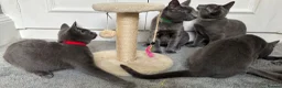 Russian Blue cats for sale: Russian Blue Kittens  - Advert 4