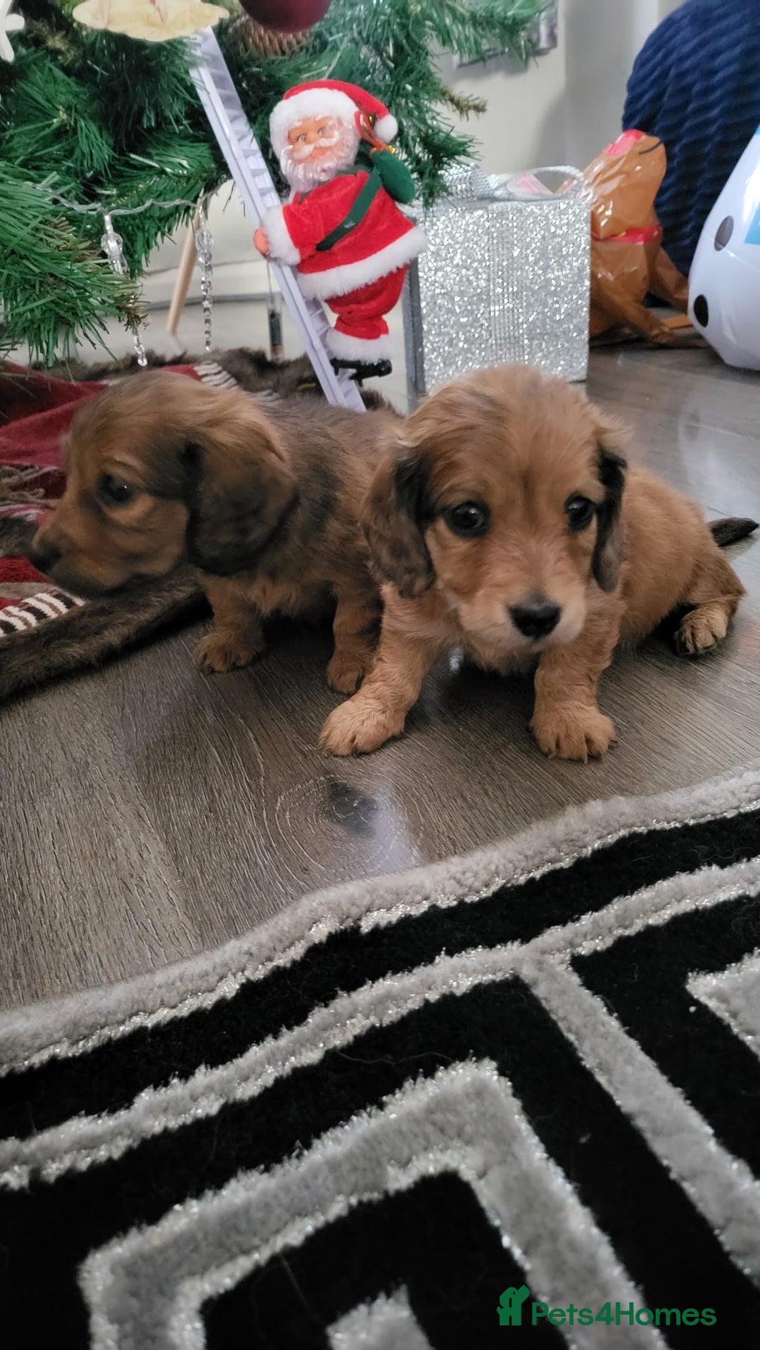 Miniature Dachshund dogs for sale: Miniature long haired daschunds  - Advert 9