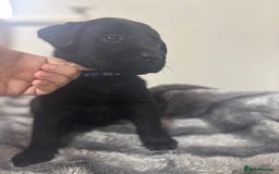 Labrador Retriever dogs for sale: Beautiful Black Labrador  - Image 8